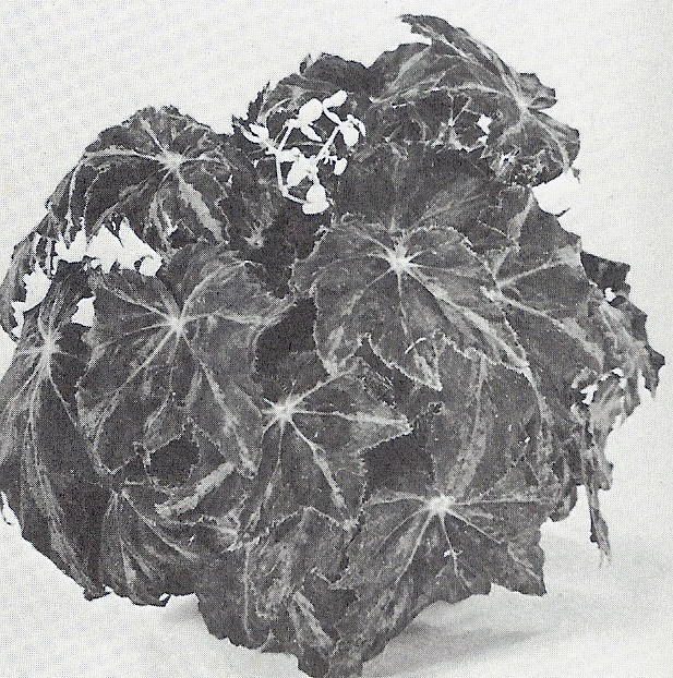 B. ‘May Taft’